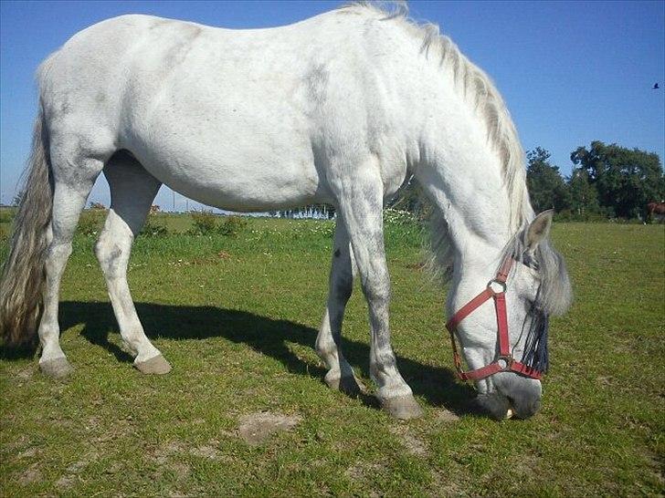 New Forest sunshine billede 1