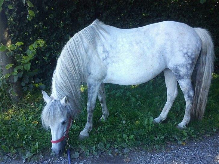 New Forest sunshine billede 6