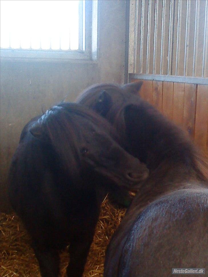 Shetlænder mulle *passer* billede 18