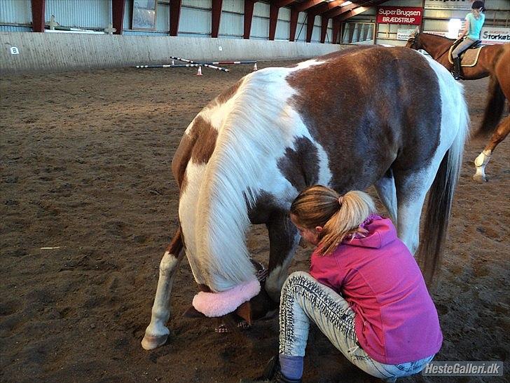 Anden særlig race Tilde - CEcilie prøver at lære hende og neje. Foto: Mig billede 14