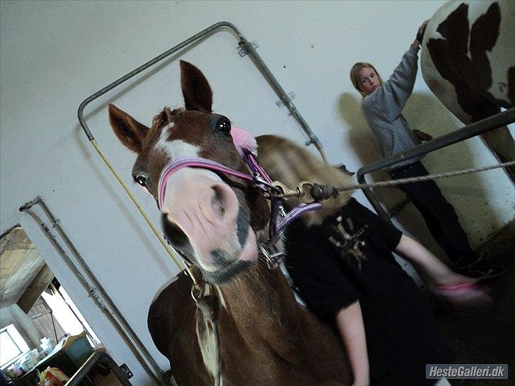 Anden særlig race Tilde - I stalden. Foto: Cecilie Lindegaard billede 15