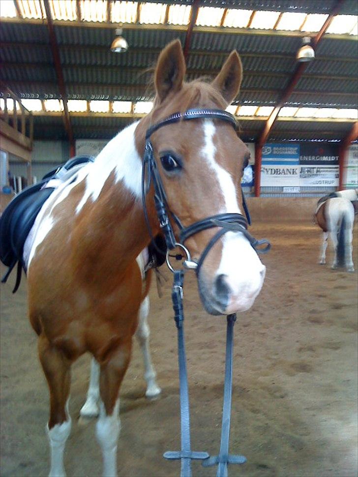 Anden særlig race Tilde - Efter ridetime. Foto: Mig billede 18