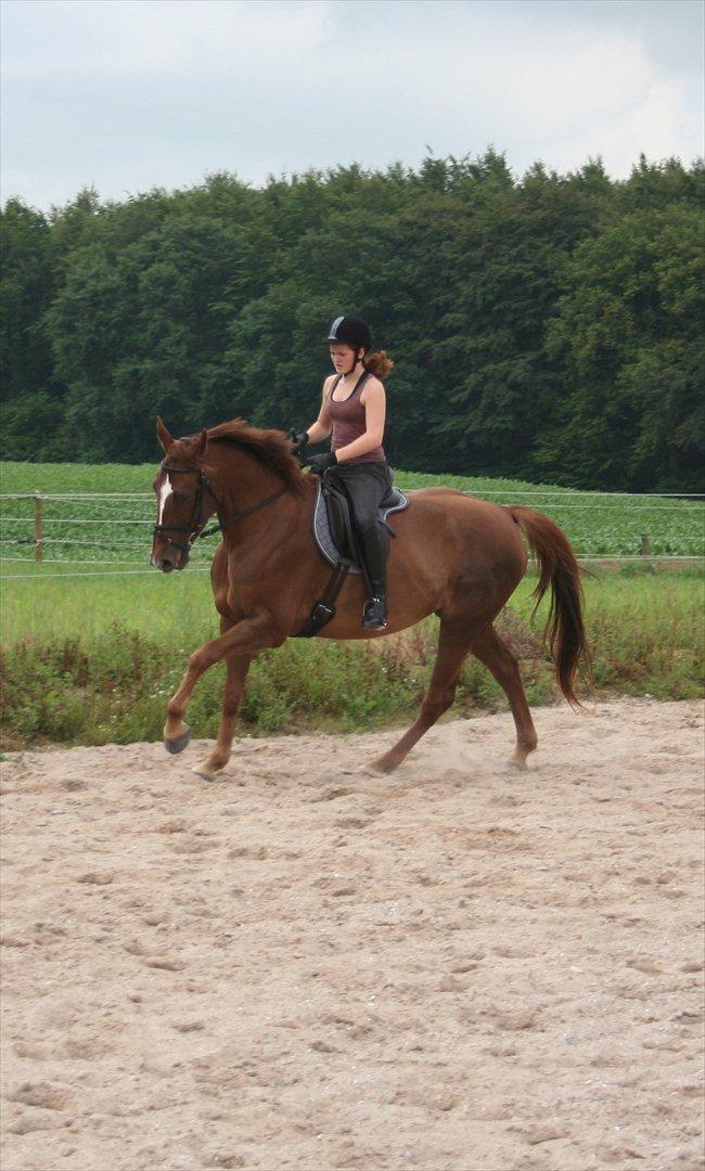 Dansk Varmblod Last Lya - Dressur 5. juli 2011. billede 13