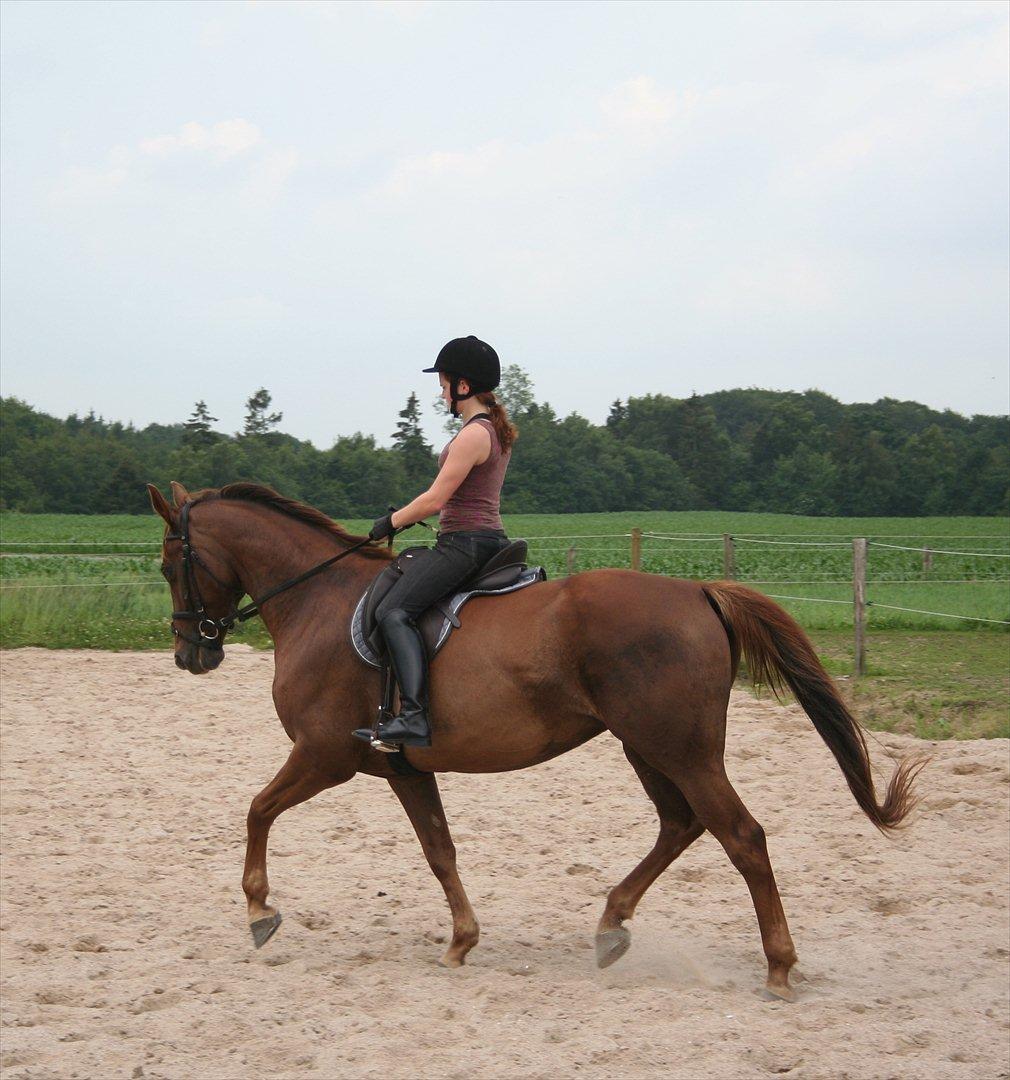 Dansk Varmblod Last Lya - Dressur 5. juli 2011. billede 18