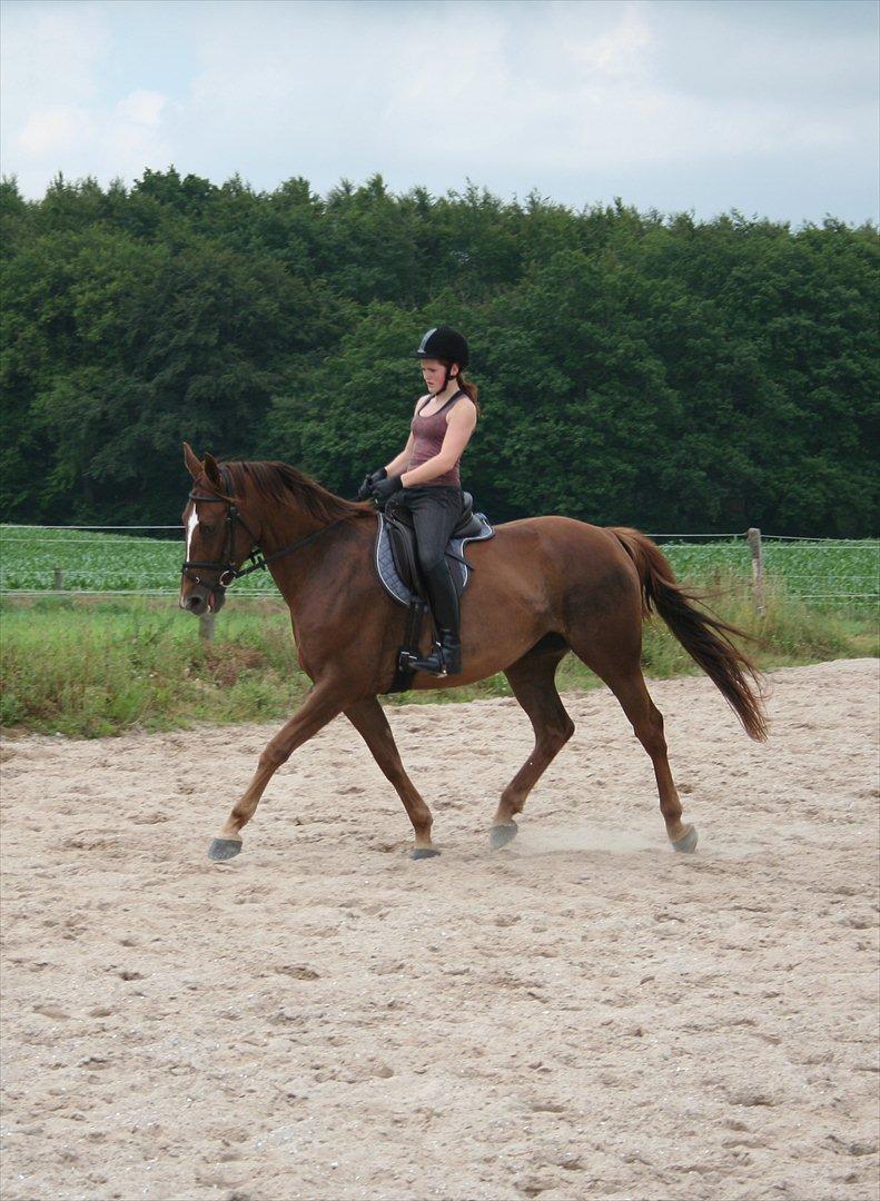 Dansk Varmblod Last Lya - Dressur 5. juli 2011. Vi vender stærkt tilbage! :-D billede 2