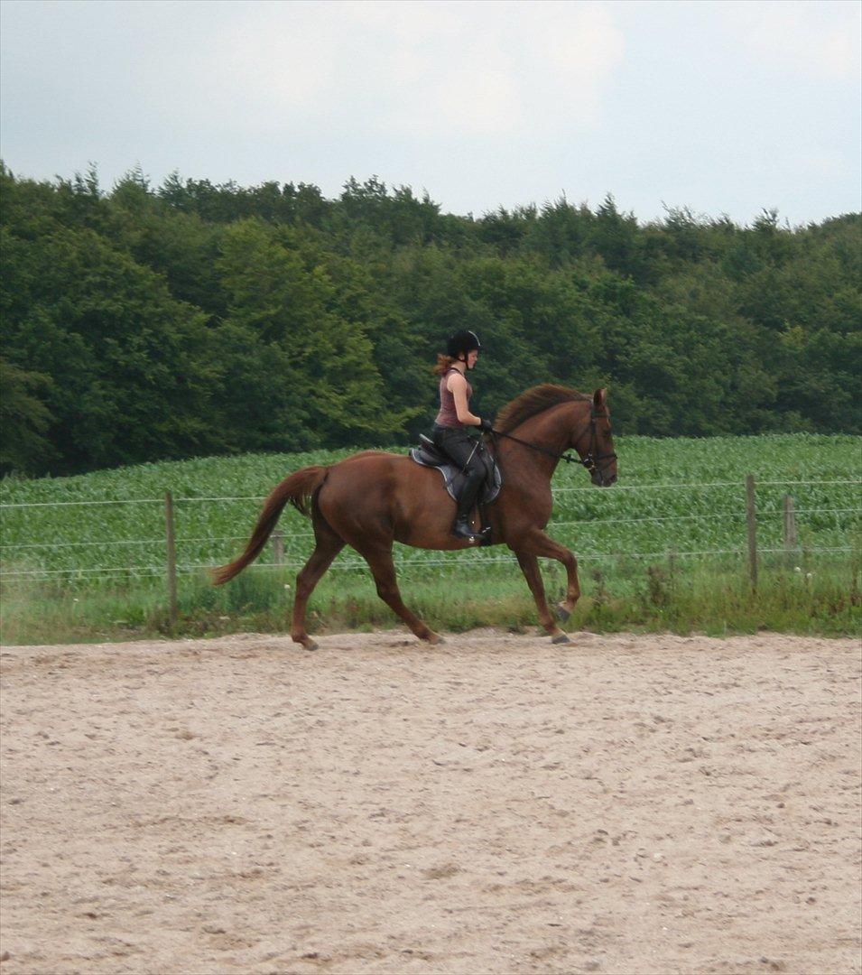 Dansk Varmblod Last Lya - Dressur 5. juli 2011. billede 19
