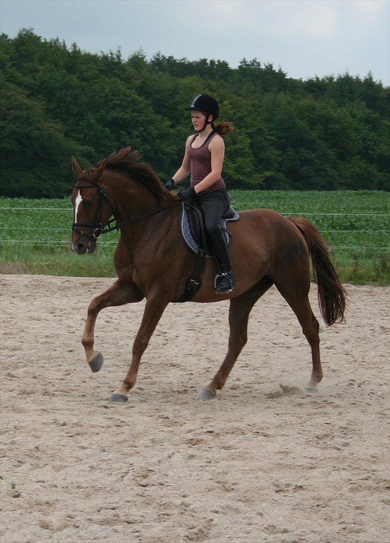Dansk Varmblod Last Lya - Dressur 5. juli 2011. Flotte hest! <3 billede 8