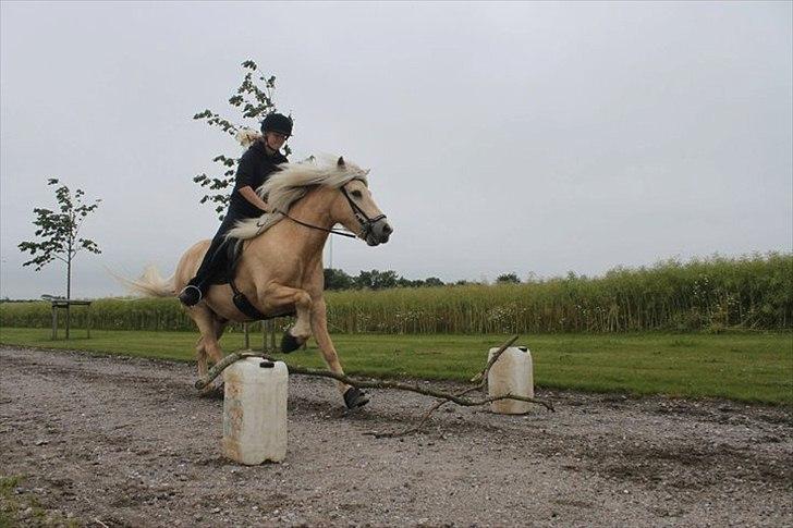 Islænder Glaesir fra Hedegården <3 - Ret fed galop han mod springet :D billede 13