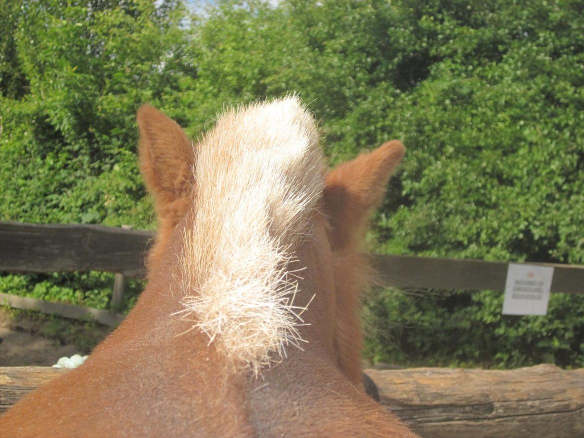 Shetlænder Snefnug † - (6) ELSKER DETTE BILLEDE! :D
billede: mig
dato: ?/? - 2011 billede 4