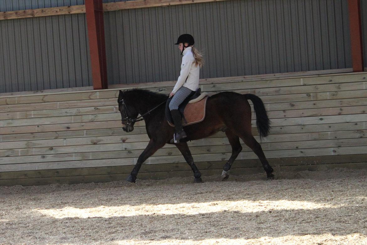 New Forest Charmeur - Forsøger os med lidt øgninger :) billede 13