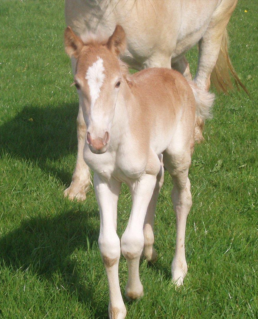 Haflinger Enghaves Noëll billede 2