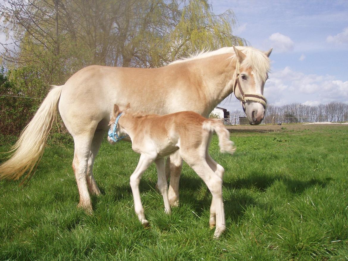 Haflinger Enghaves Noëll billede 3