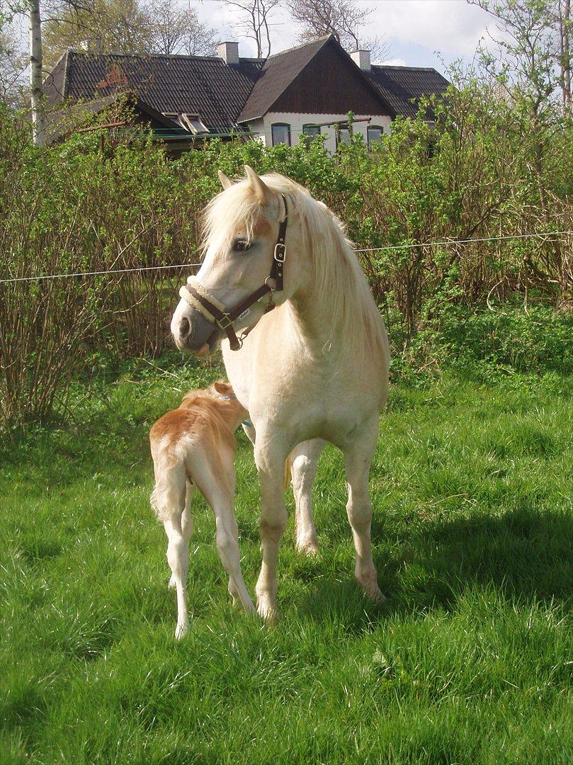 Haflinger Enghaves Noëll billede 4