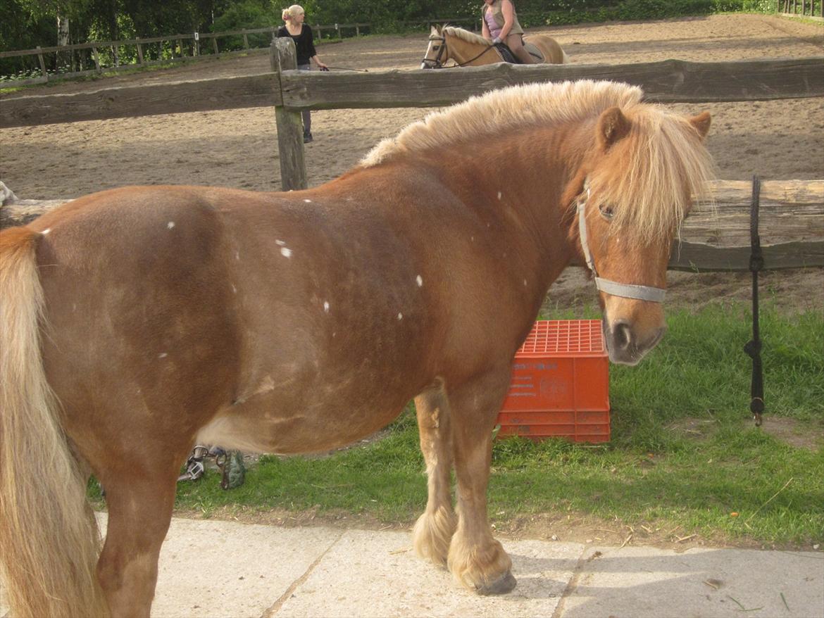 Shetlænder Snefnug † - (5) NANNA?! hvornår kommer du med de mælke-bøtter???! :*
billede: mig
dato: ?/? - 2011 billede 3