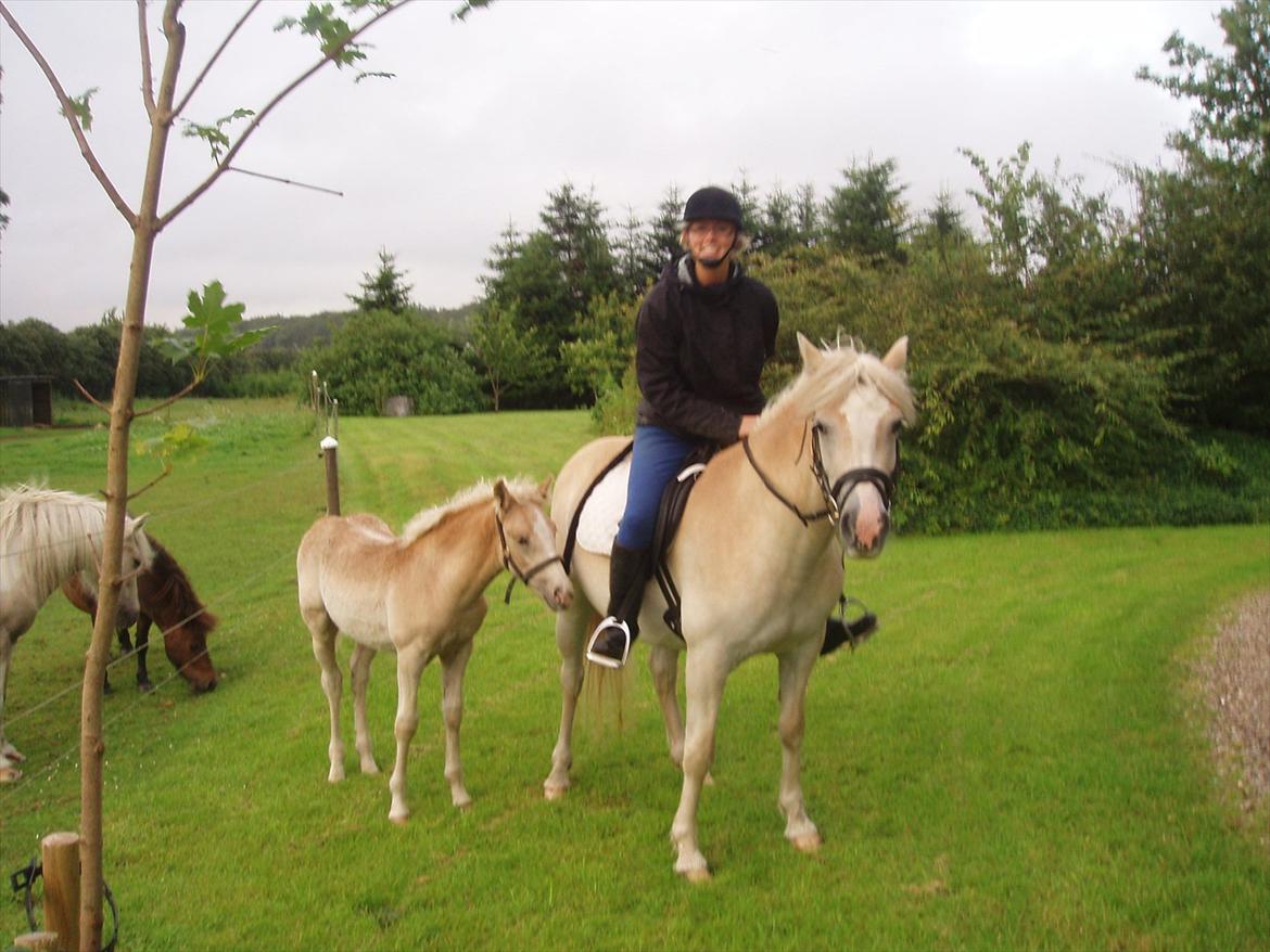 Haflinger Enghaves Noëll - Noëll er med på en lille skridt tur - det gik rigtig fint :o) billede 6