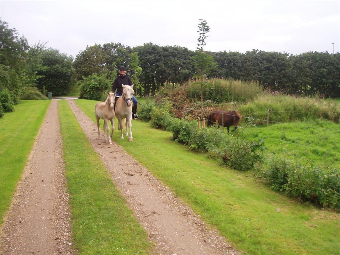 Haflinger Enghaves Noëll billede 7