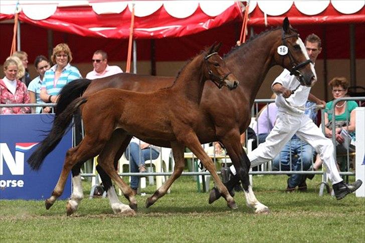 Hollandsk Varmblod Geronimo S - Geo til kåring i Holland billede 1