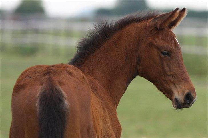 Hollandsk Varmblod Geronimo S - Elsker hans hovede!  billede 3