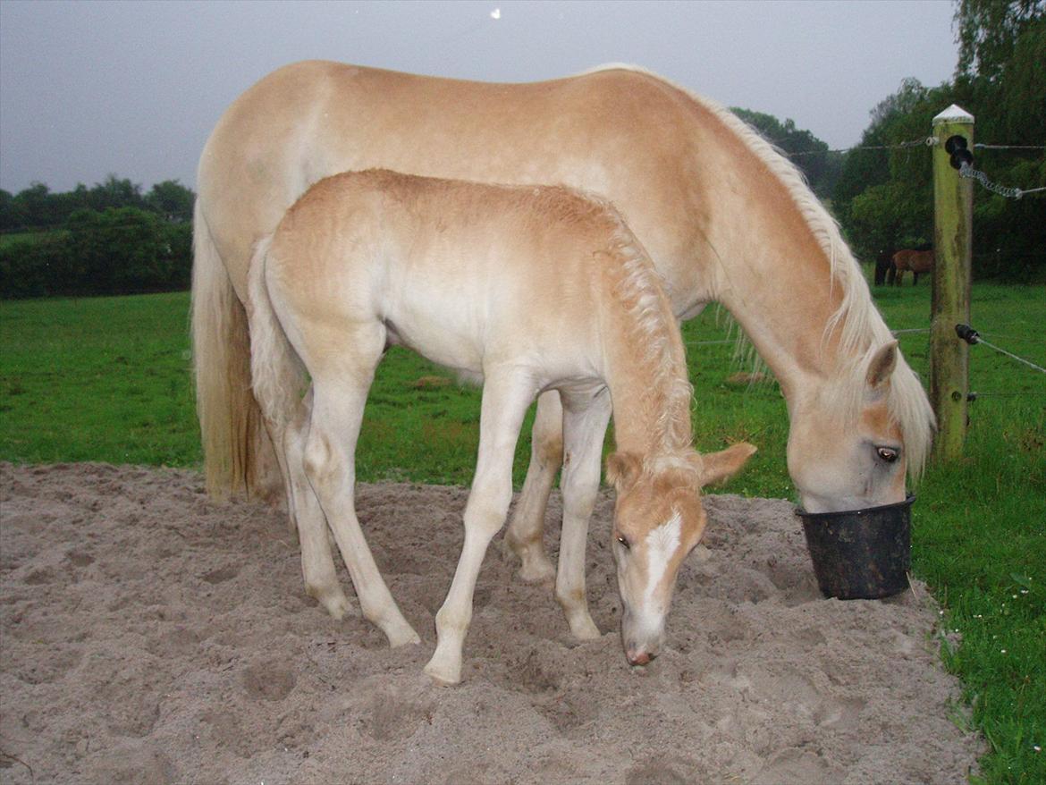 Haflinger Enghaves Noëll - Noëll er et par uger gammel. billede 8