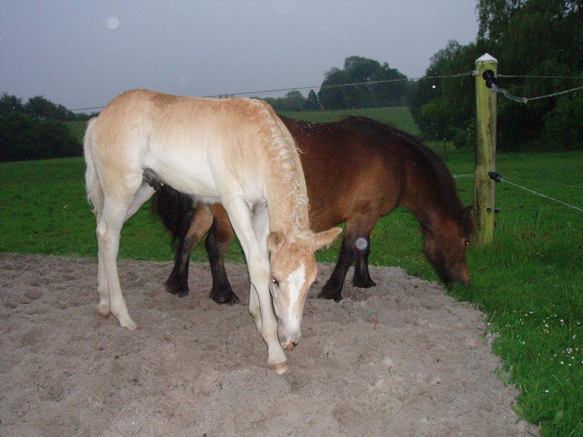 Haflinger Enghaves Noëll billede 9