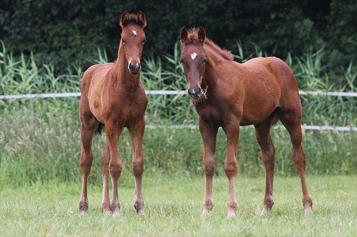 Hollandsk Varmblod Geronimo S - Geo med halvbror, Gaudi.. Begge efter United. Gaudi er 2 mdr. ældre end Geo. billede 4