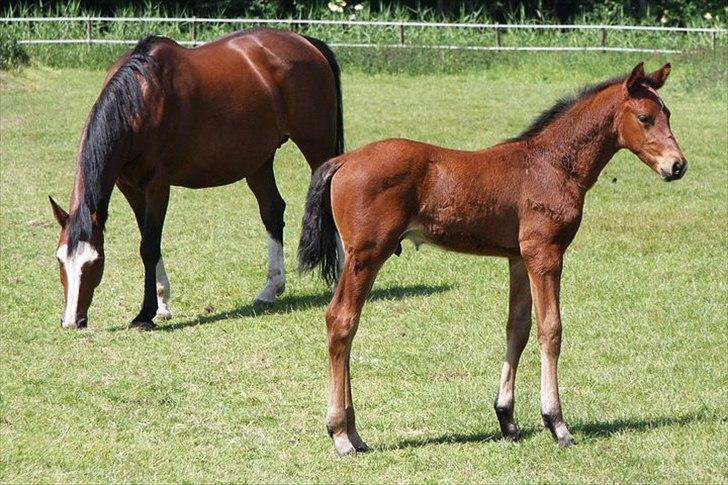 Hollandsk Varmblod Geronimo S - Geo med mor. billede 5