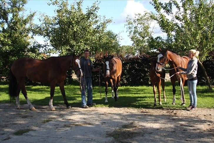 Hollandsk Varmblod Geronimo S - Geo med mor, halvsøster efter Unaniem, halvbror efter Jet-Set D. billede 6