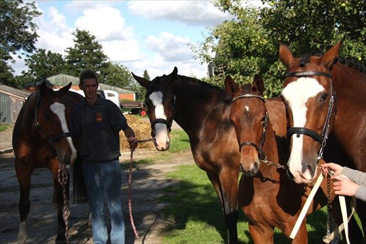 Hollandsk Varmblod Geronimo S - Geo med mor, halvsøster efter Unaniem, halvbror efter Jet-Set D. billede 7