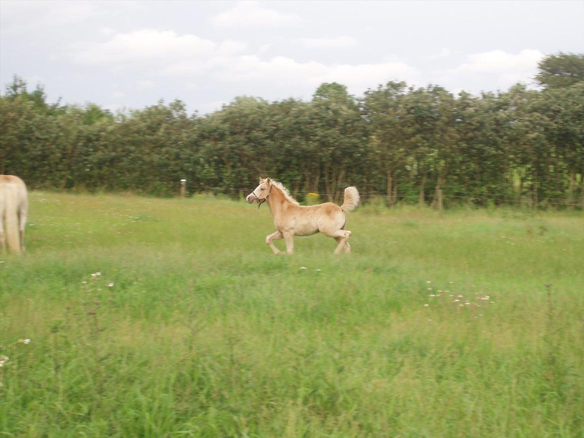 Haflinger Enghaves Noëll - En rigtig kæk føllebølle :o) billede 11