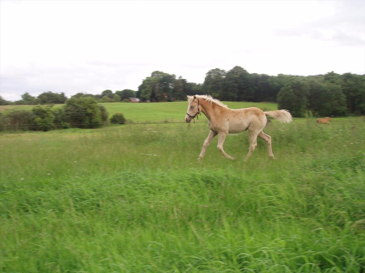 Haflinger Enghaves Noëll billede 12