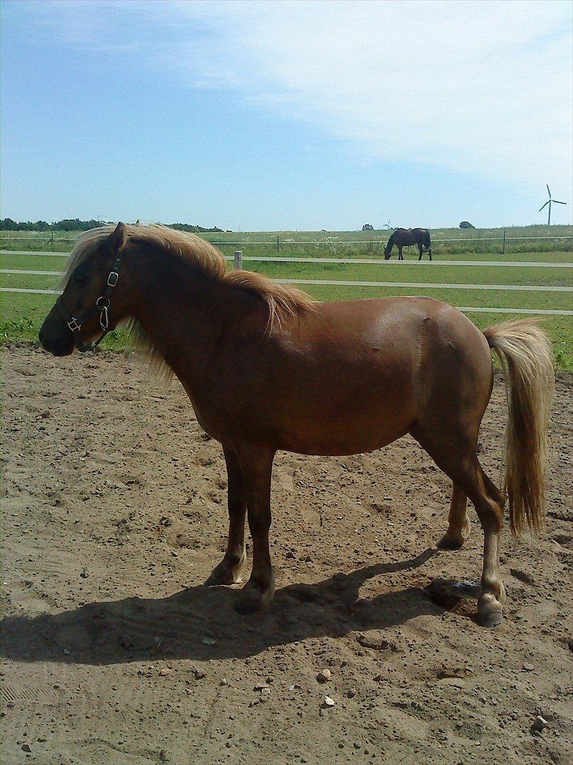 Anden særlig race Beauty Surprice  solgt billede 17