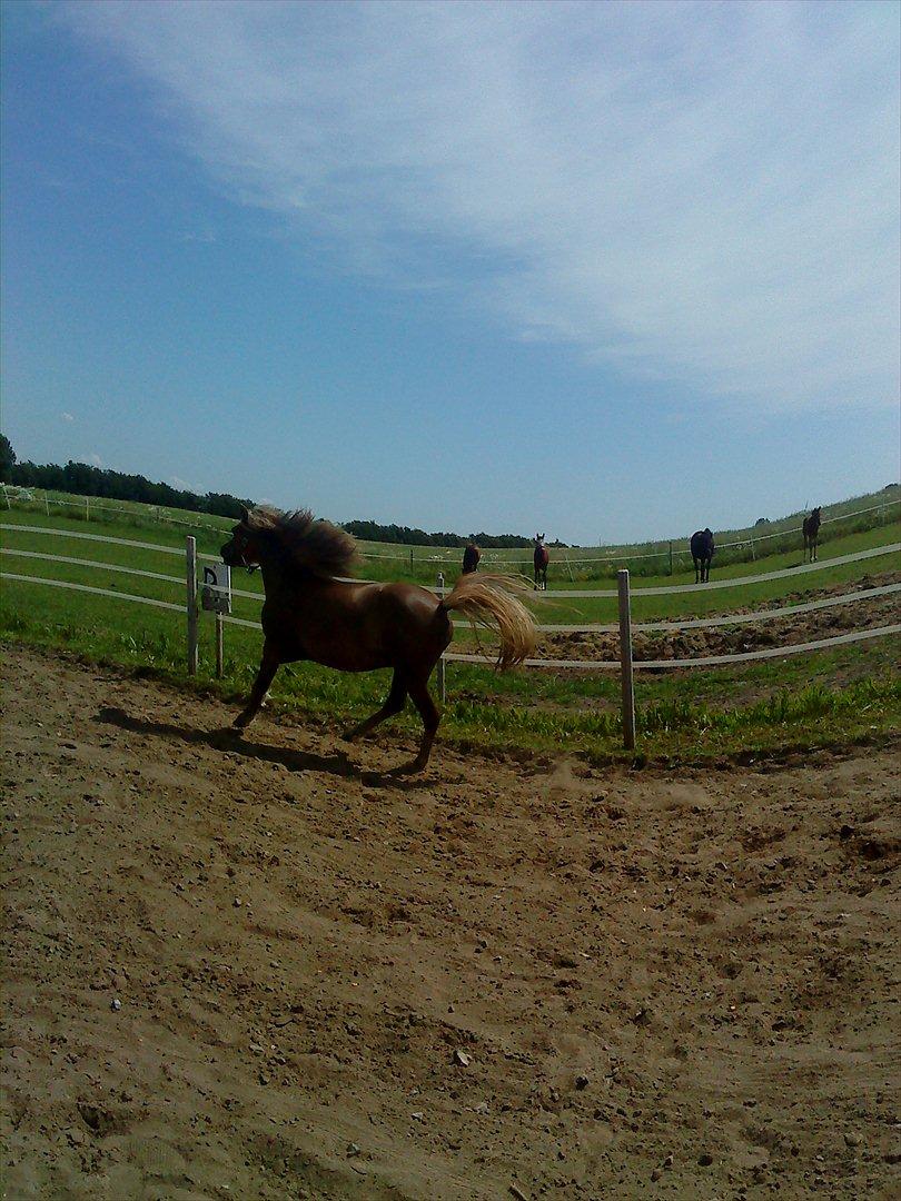 Anden særlig race Beauty Surprice  solgt billede 18