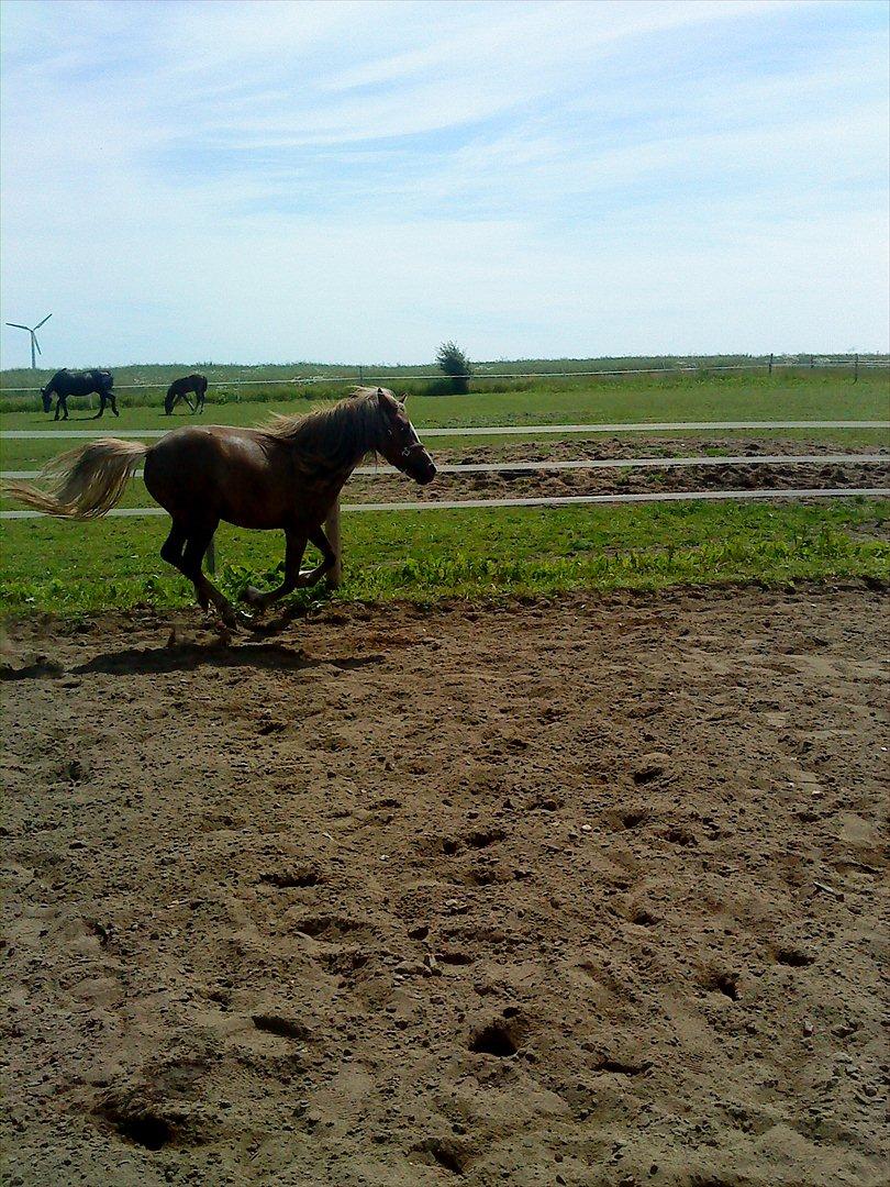 Anden særlig race Beauty Surprice  solgt billede 19