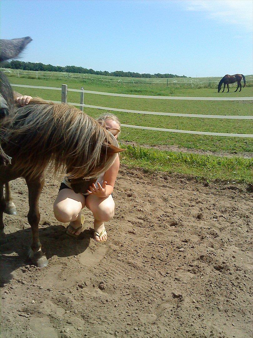 Anden særlig race Beauty Surprice  solgt billede 20