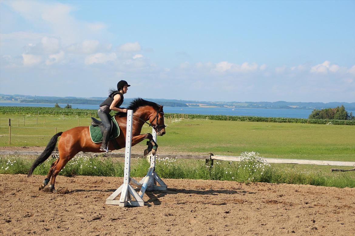 Anden særlig race  Pardo - A Part Of Me! :* -  "Everything i do, i do it for you"! - "I will love you from now on and untill forever.! Foto: CFJ billede 2