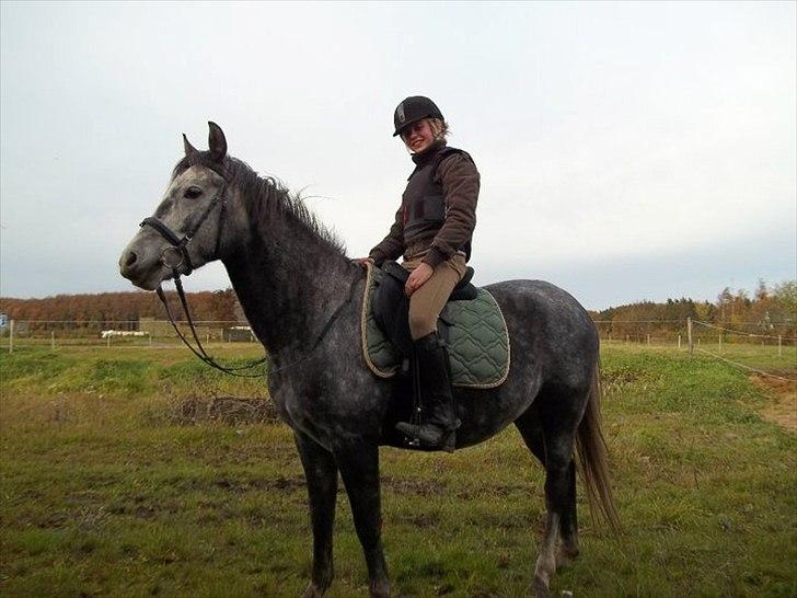 New Forest Elmholts Gaschon billede 2