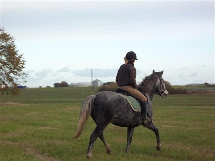 New Forest Elmholts Gaschon billede 3