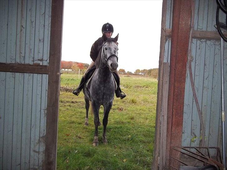 New Forest Elmholts Gaschon billede 4