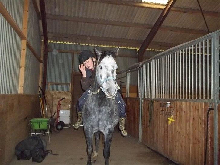 New Forest Elmholts Gaschon billede 5