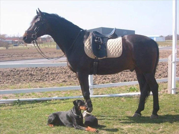 Dansk Varmblod Sheiken - Min smukke gamle hest og dejlige hund, som begge desværre er i himlen sammen :(::: billede 1