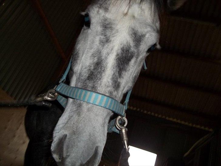 New Forest Elmholts Gaschon billede 6