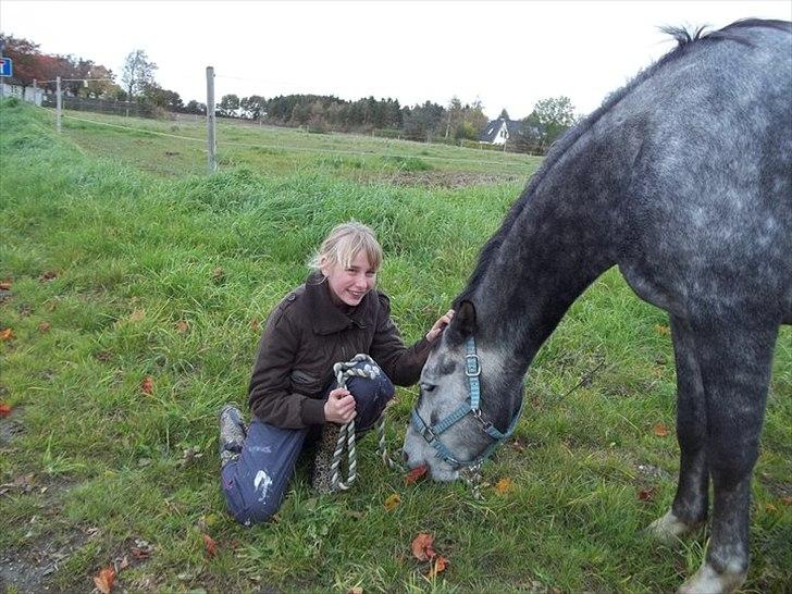 New Forest Elmholts Gaschon billede 7