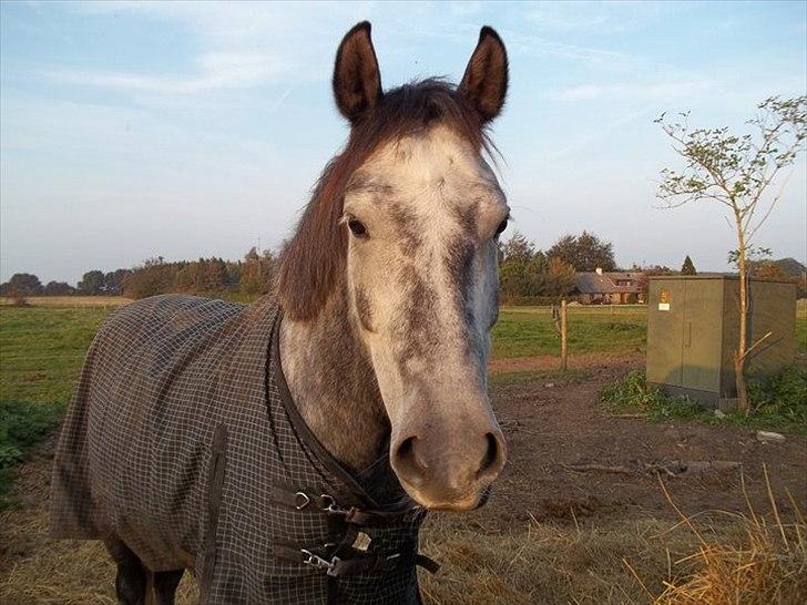 New Forest Elmholts Gaschon billede 8