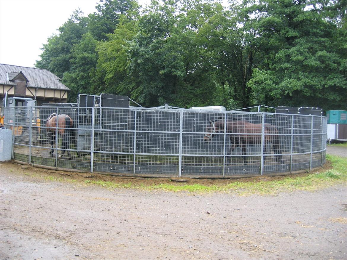 Dansk Varmblod Sheiken - En tur i skridtmaskinen er altid godt ;) billede 2