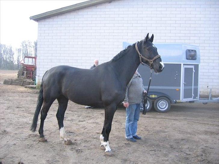 Dansk Varmblod Five O One - Trist billede da det var sidste gang jeg så ham :(:::
Min smukke mand :( billede 1