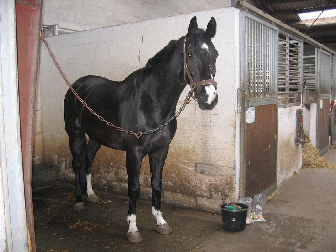 Dansk Varmblod Five O One billede 2