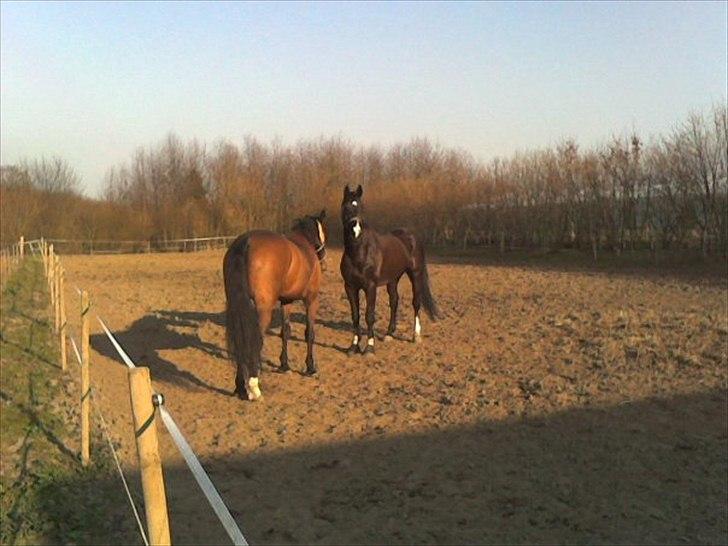 Dansk Varmblod Five O One - En god kammerat er altid godt :) billede 3