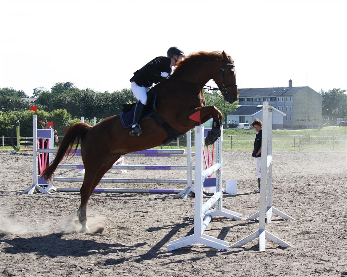 Dansk Varmblod Højlunds Kenzo<3 - Første plads i LB! :-) billede 10