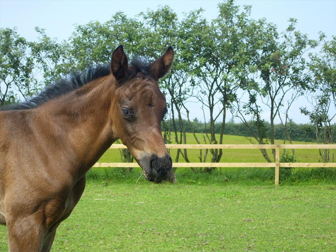 Dansk Varmblod Safran L billede 16