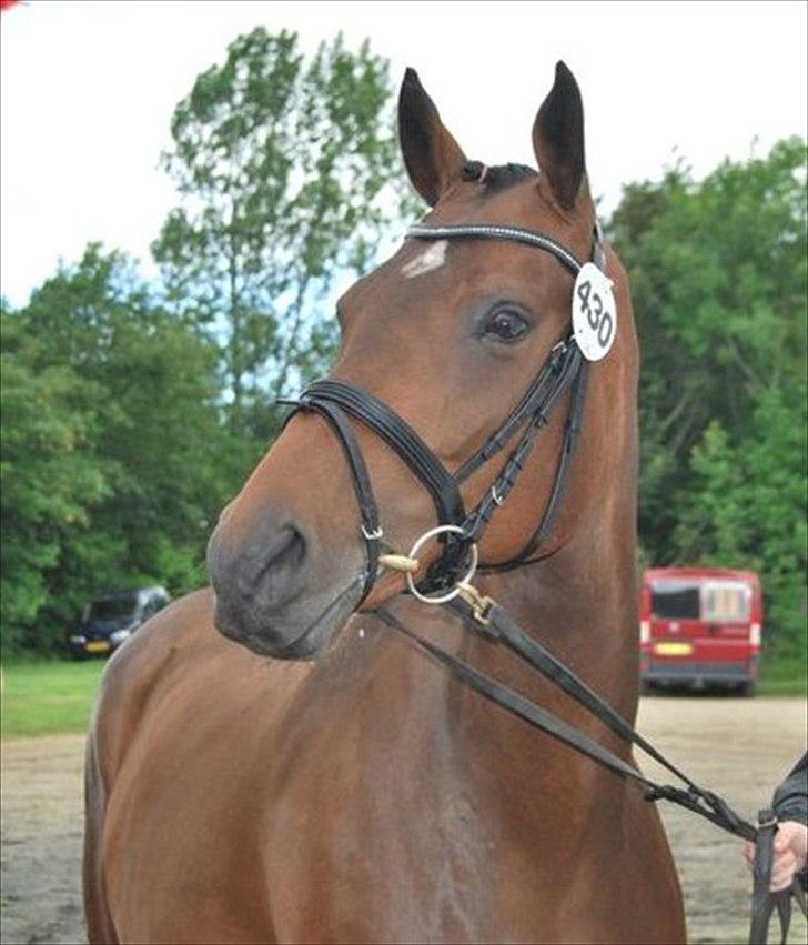 Dansk Varmblod Monique Essenbæk B-hest  billede 1